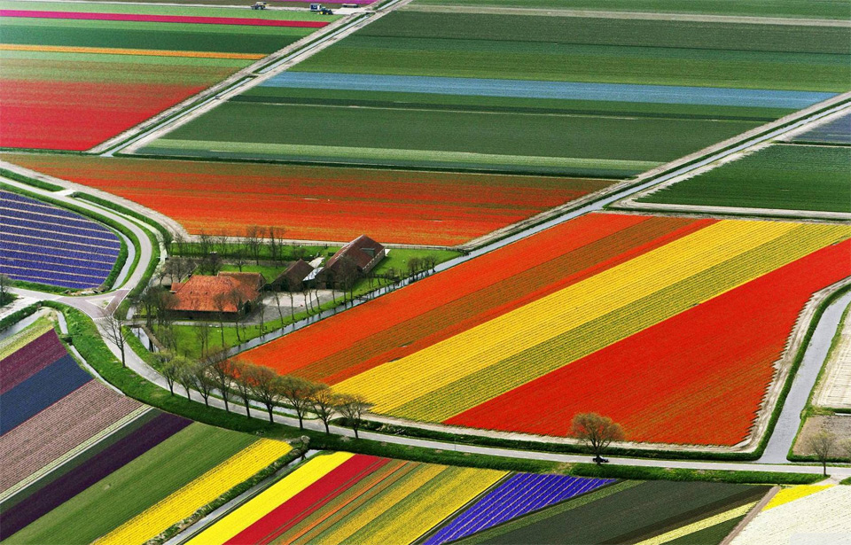 Tulip Fields in Amsterdam, Holland ARHGUZ