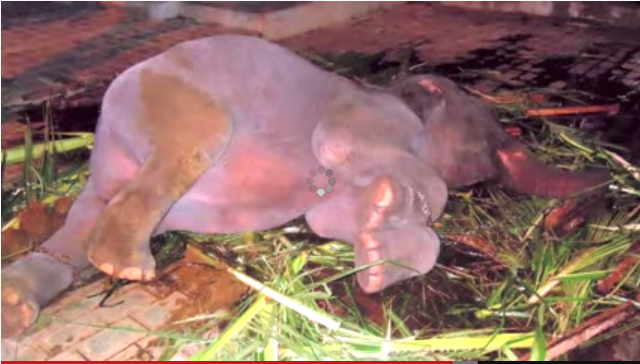 ගංගාරාමය සහ ගංගා (VIDEO)