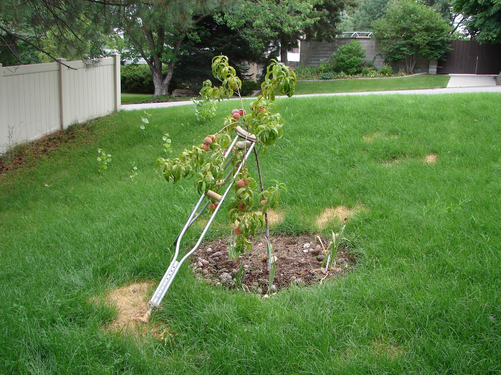 New Utah Gardener Peach Tree Update