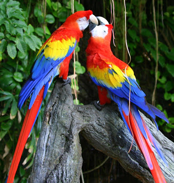 Macaw+parrot+flying