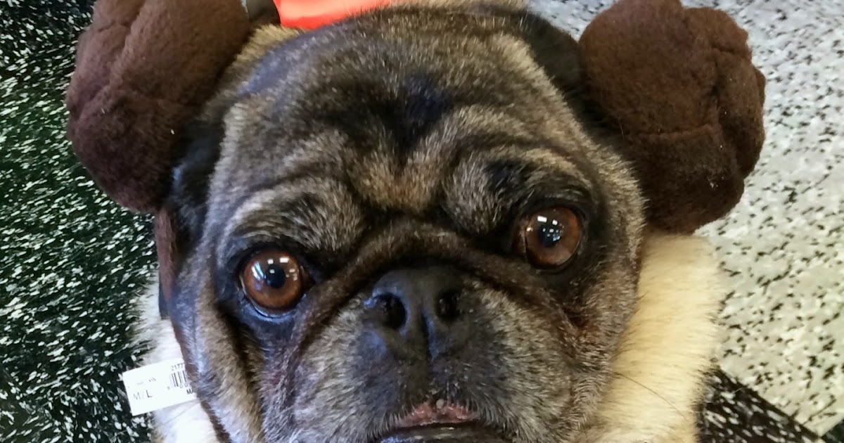 doggles for pugs teapots and polka dots quot wars quot and doggles for pugs doggles for pugs teapots and polka dots quot wars quot and doggles for pugs