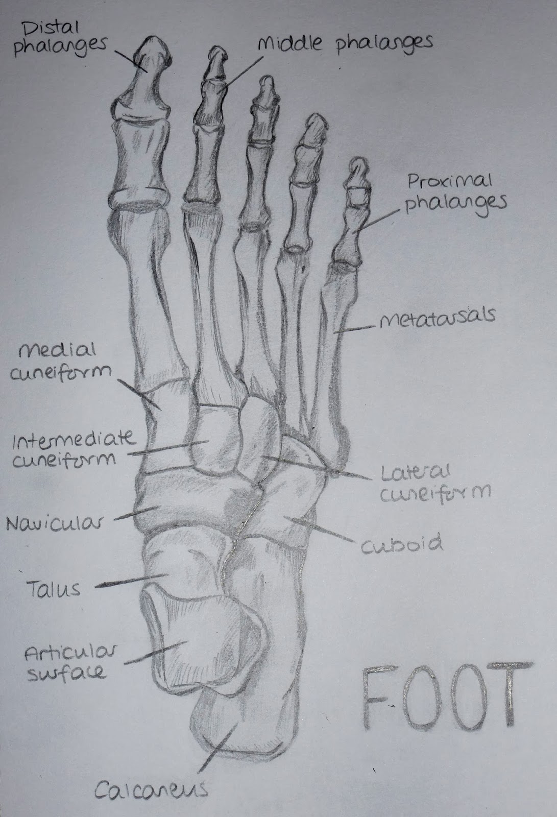 anatomy of foot top view