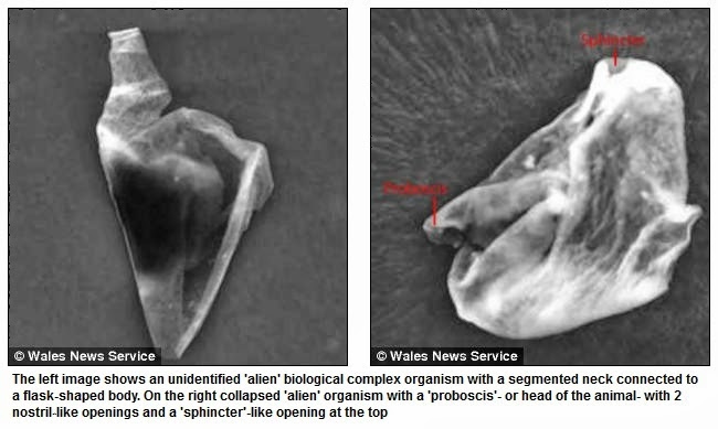scientific proof of extraterrestrial life Anonymous says nasa is about to announce evidence of alien life fiona macdonald 26 jun 2017 (and others in the scientific community) are actually excited about is the advances we've made in our ability to search for extraterrestrial life - not any specific piece of evidence. scientific proof of extraterrestrial life Anonymous says nasa is about to announce evidence of alien life fiona macdonald 26 jun 2017 (and others in the scientific community) are actually excited about is the advances we've made in our ability to search for extraterrestrial life - not any specific piece of evidence.
