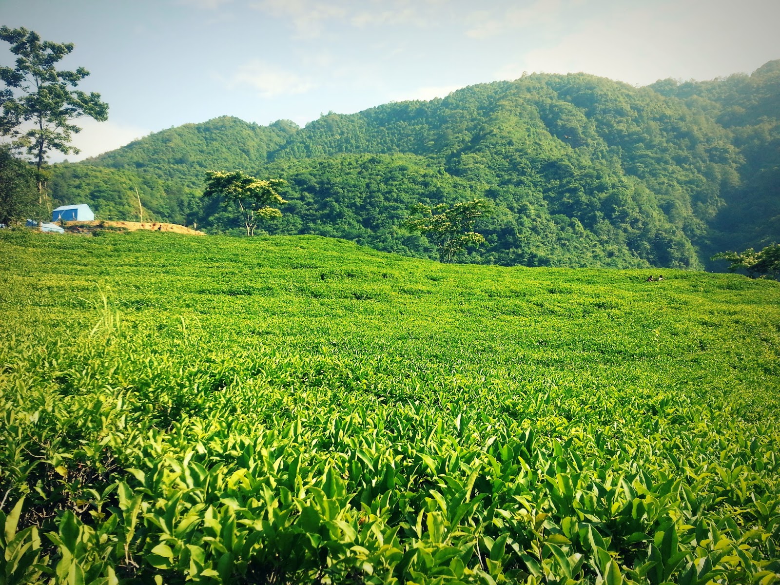Mini Ilam Tea garden Near Kathmandu