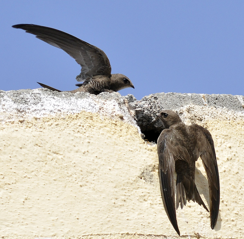 Mundo Natural Faluke Apus pallidus