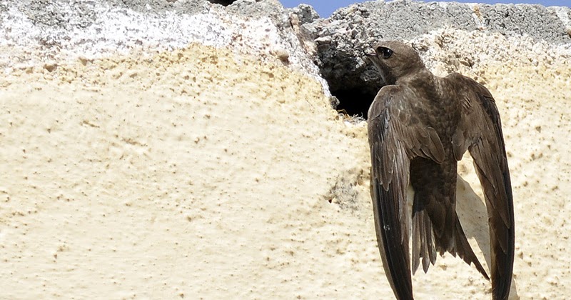 Mundo Natural Faluke: Apus Apus