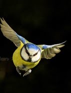 Historia de una foto: "cómo se hizo" el herrerillo en vuelo