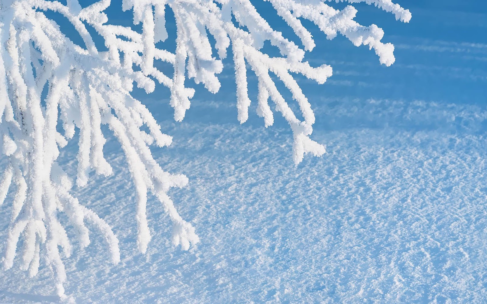 sneeuw sneeuw