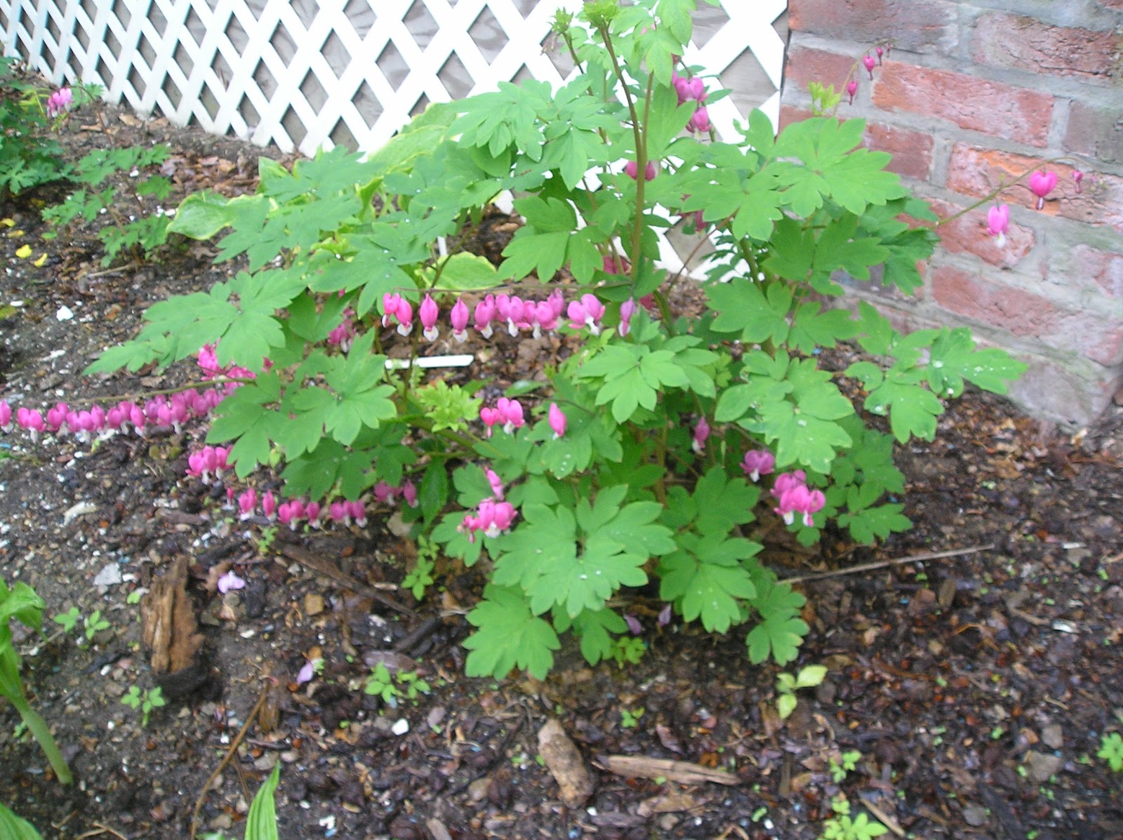 Franklin County (PA) Gardeners Old Fashioned Bleeding Hearts