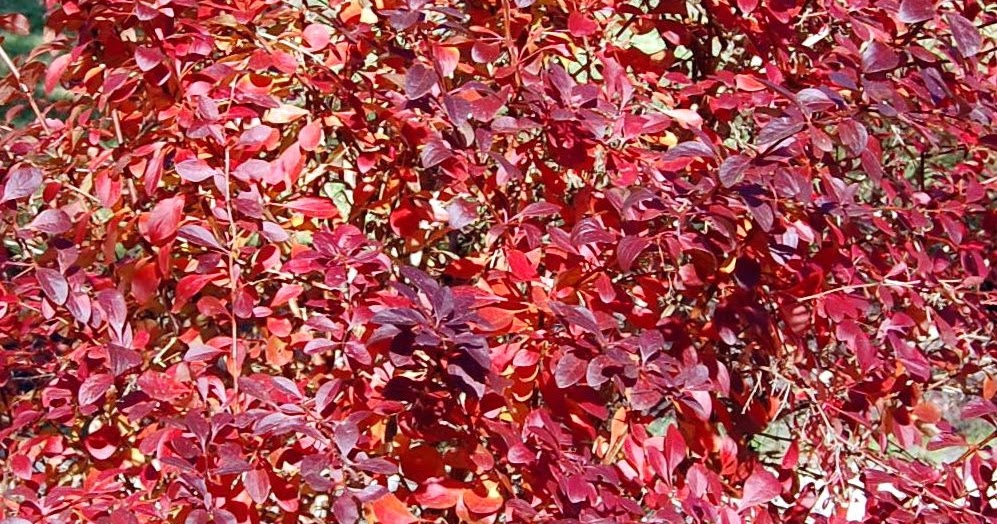 Naturetum Berberis
