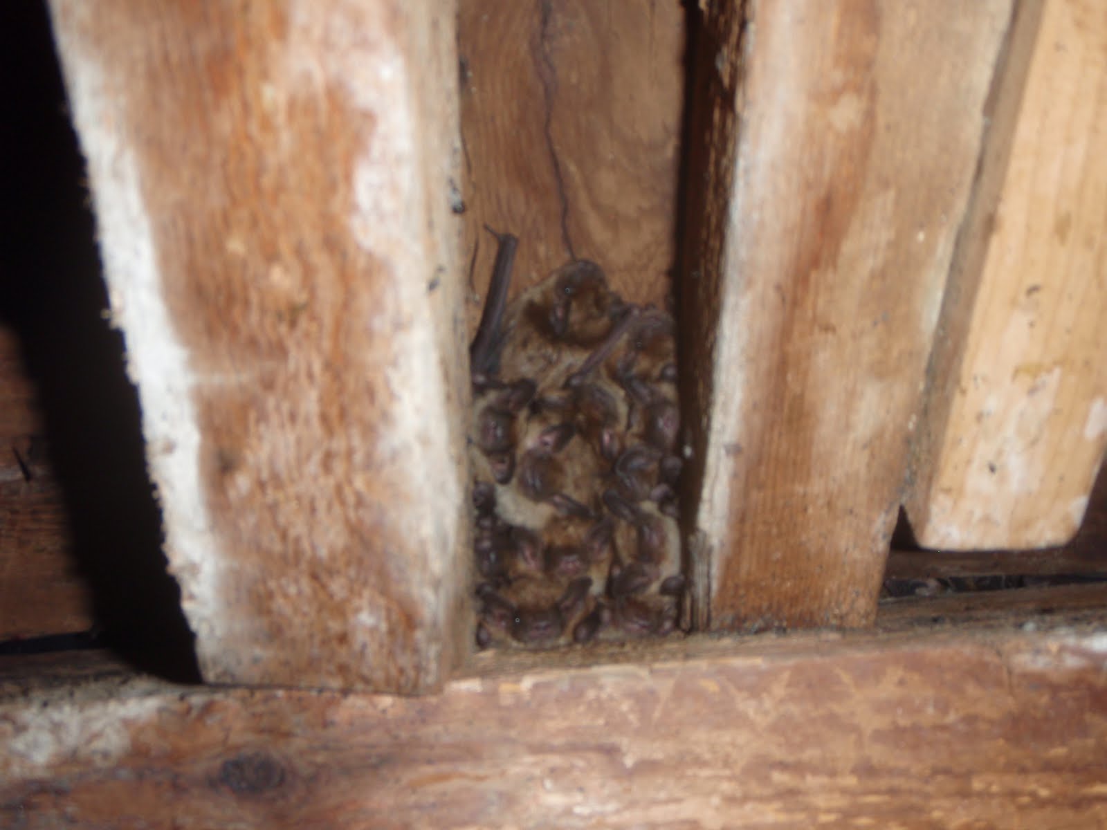 Precision Wildlife Services Where do the bats go in the winter?