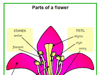 Flower Diagram Flower Diagram