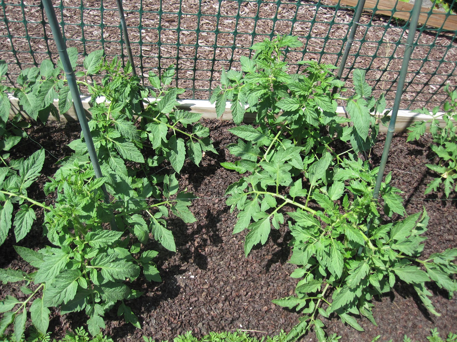 What Happens When you Don't Fertilize your Tomato Plants The Suburban