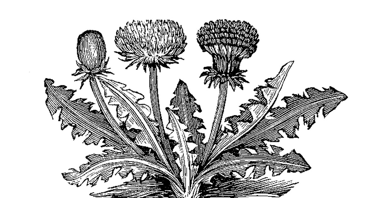 Antique Images: Free Vintage Botanical Graphic: Black and White