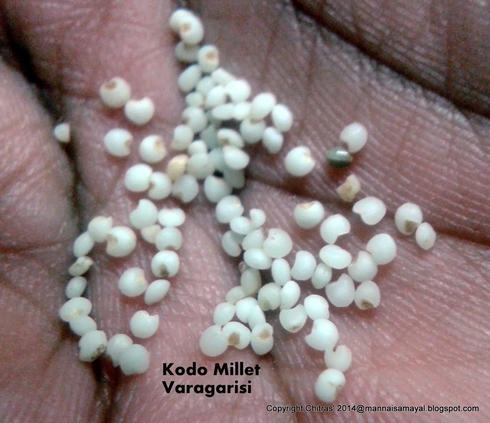 kalakkalsamayal Varagarisi Sundal Kodo Millet Sundal