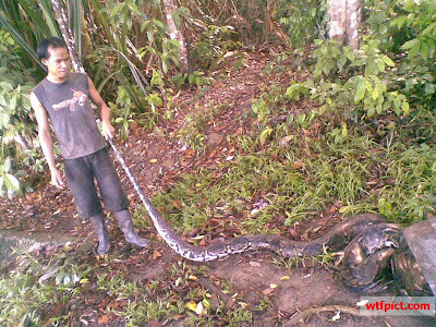 pulling the snakes pulling the snakes