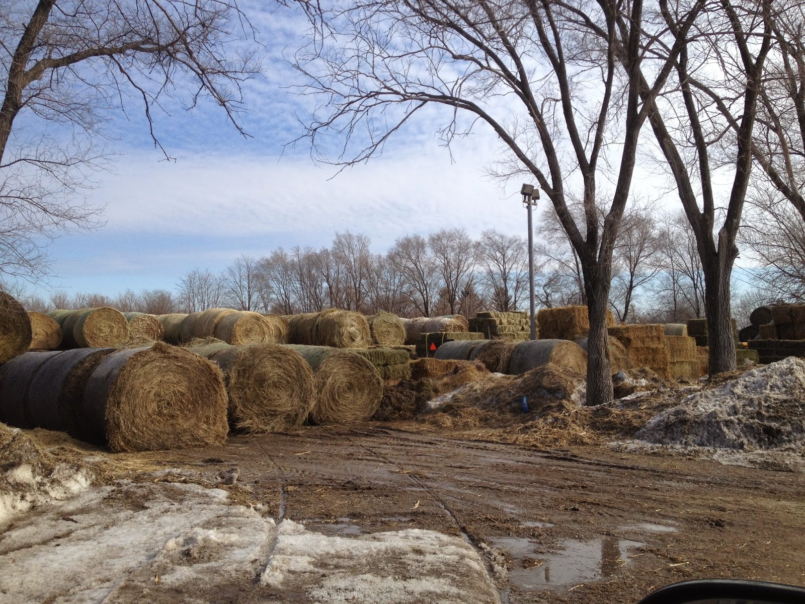 Amish Horses Hay Sale