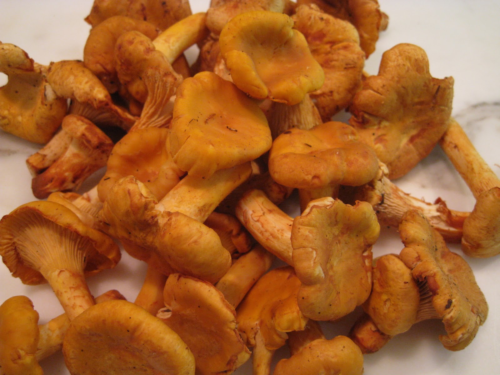 Chanterelle Mushroom Risotto