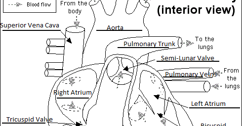 Celltastic Adventure In the Human Body: SC: Biology 12 - Heart Anatomy