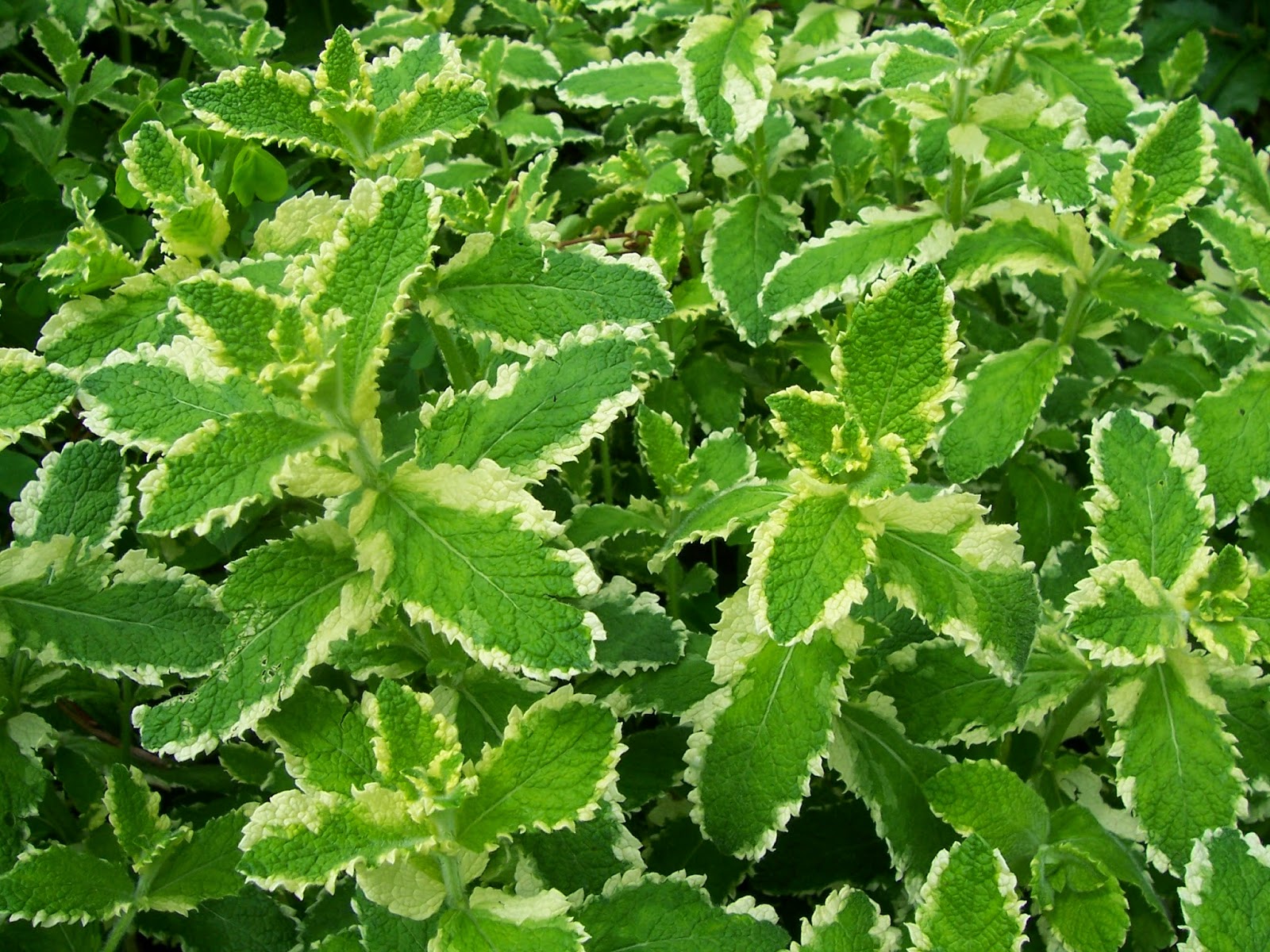 Backyard Patch Herbal Blog Pineapple Mint Herb of the week