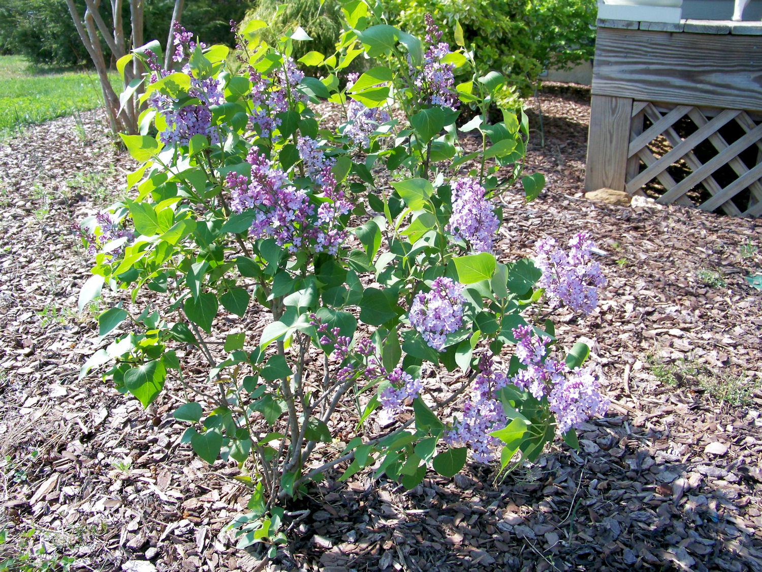 The Comforts of Home Lilacs and Iris