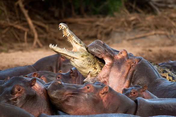 Lion+vs+Anaconda Bear, Tiger & Gorilla vs Hippo, Lion & Anaconda. - Off-Topic - Comic ...