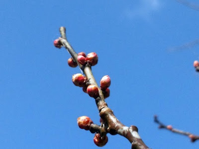 梅の新芽