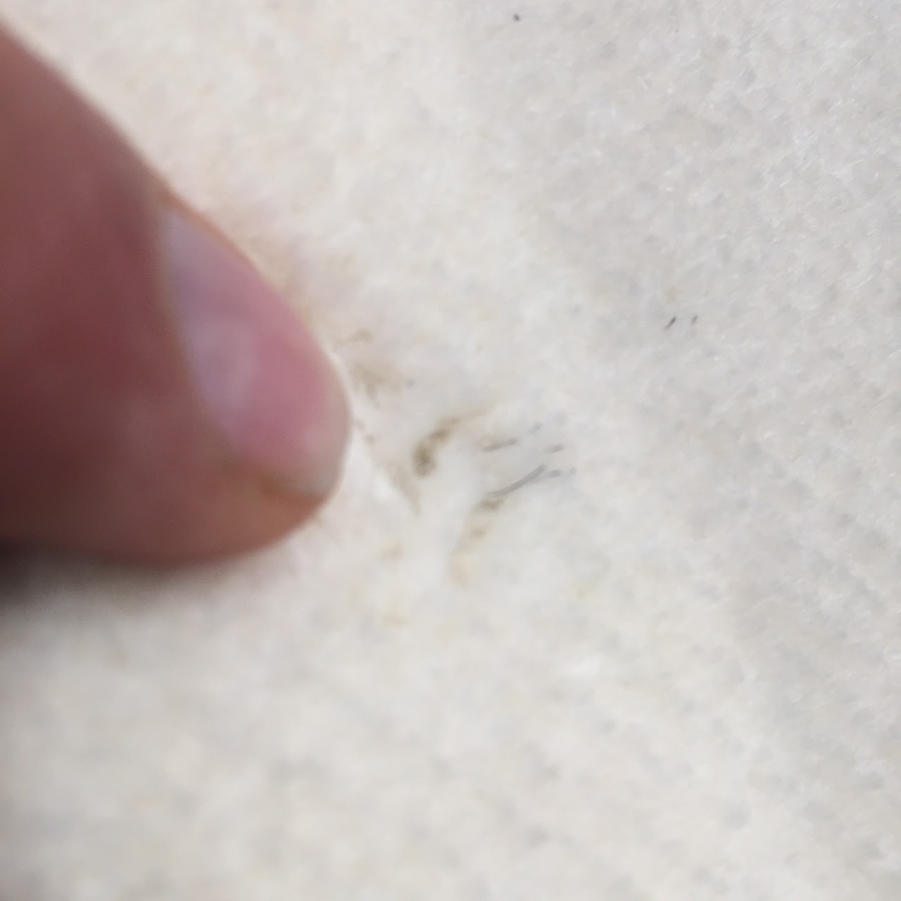 What are these strange black fleck marks on my carpet? Art of Clean