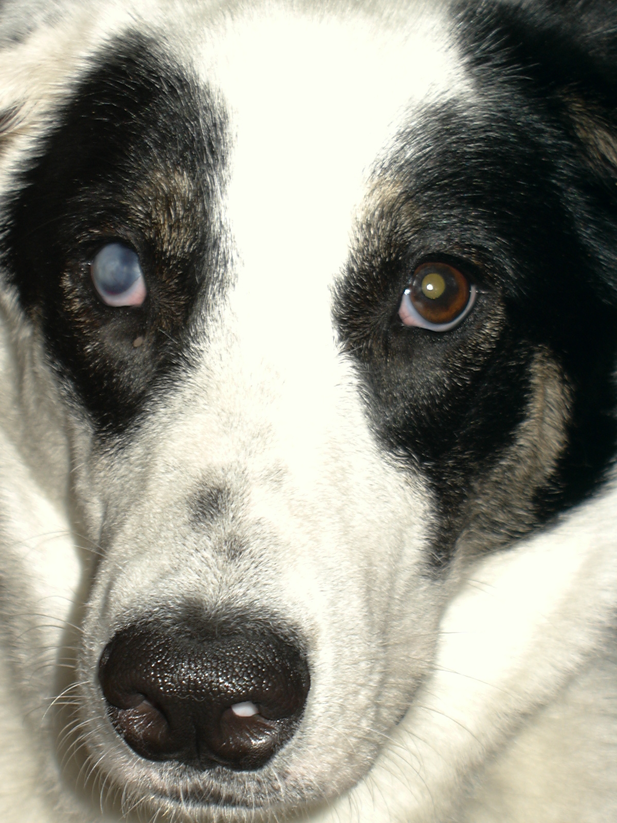 Joachim Ringelnatz Stock Photos Joachim Ringelnatz Stock Images