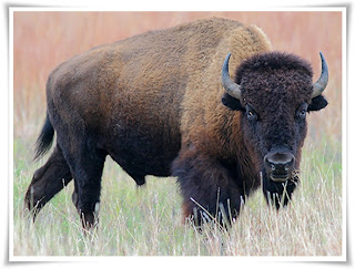Bison Animal Pictures