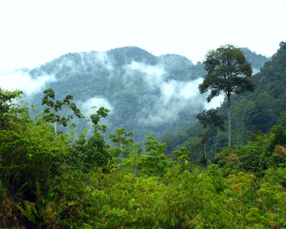 images of plants in rainforest. Since 1996, 513 new plants