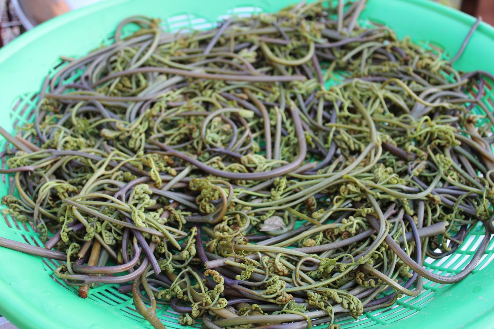 Korea Korean Edible Wild Plant Adventure (+ a misadventure)