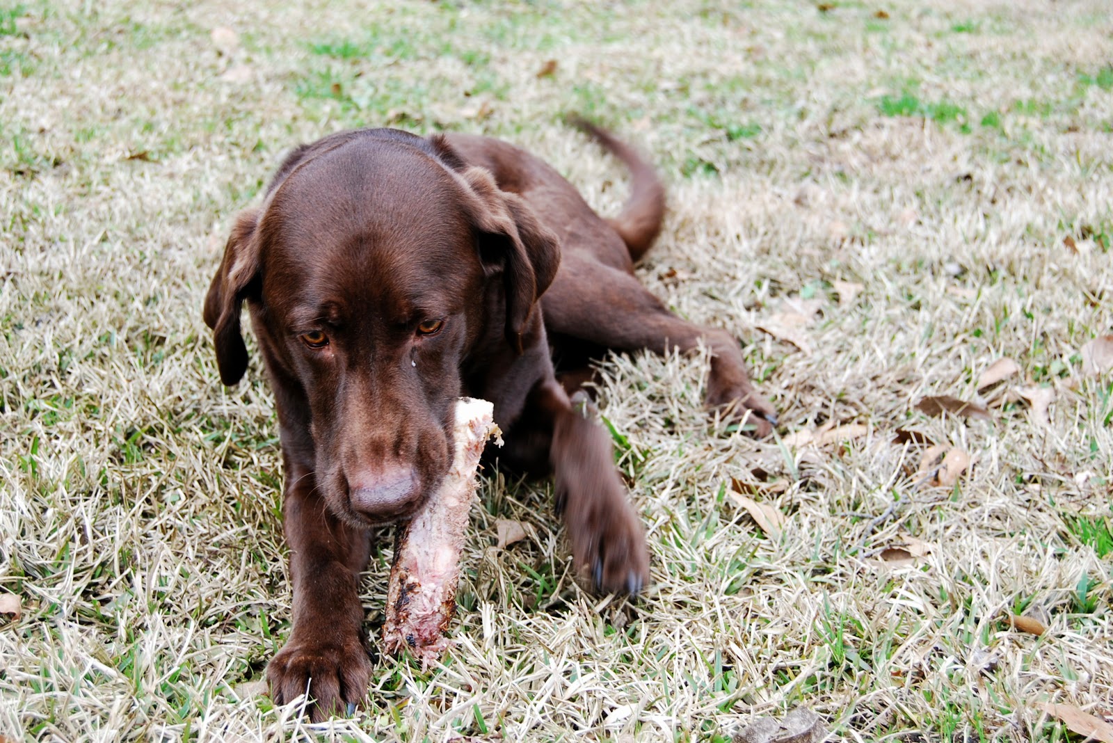 Can You Give A Dog A Tomahawk Bone