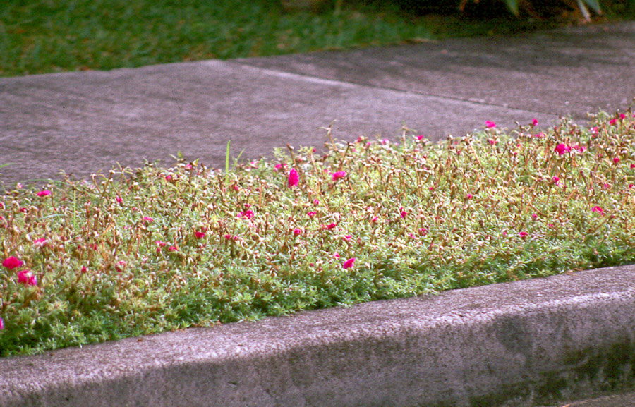 Hawaii Horticulture Ground Covers