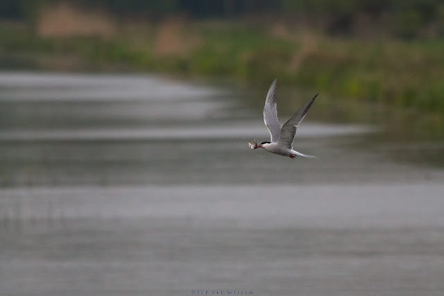 Visdief met visje - Common Tern with fish Visdief met visje - Common Tern with fish