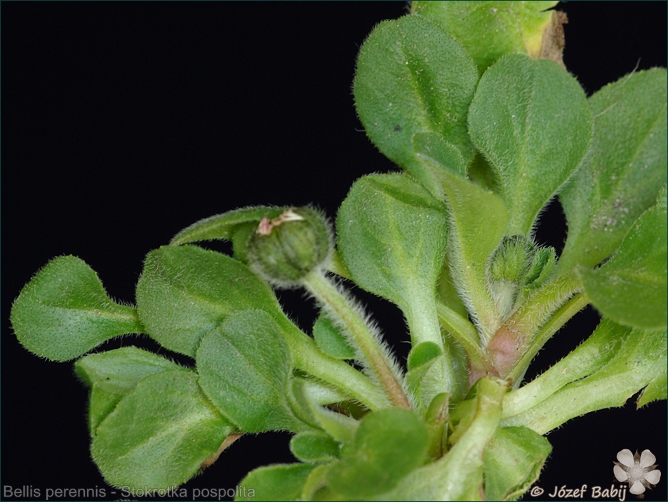 Bellis perennis leawes - Stokrotka pospolita liście