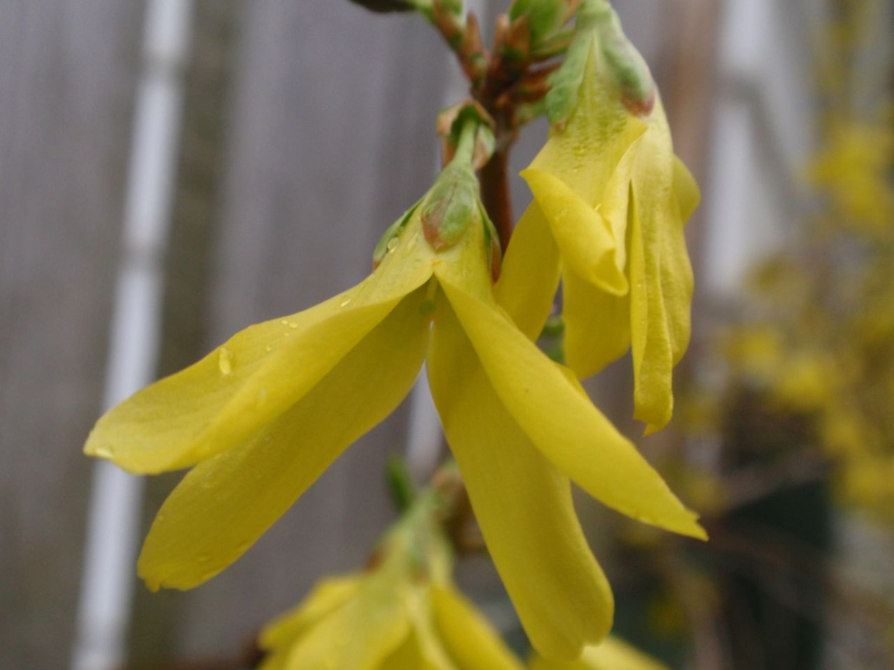 Woodbridge Greenhouses Blogger Reviving Forsythia