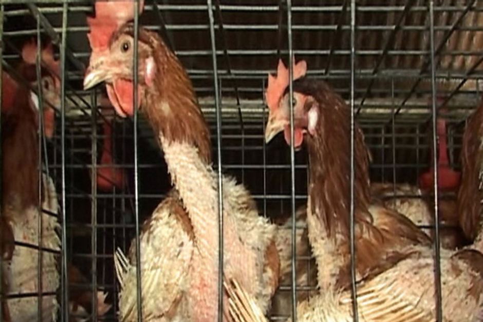 Kommoner Fact Sheet Chicken Eggs