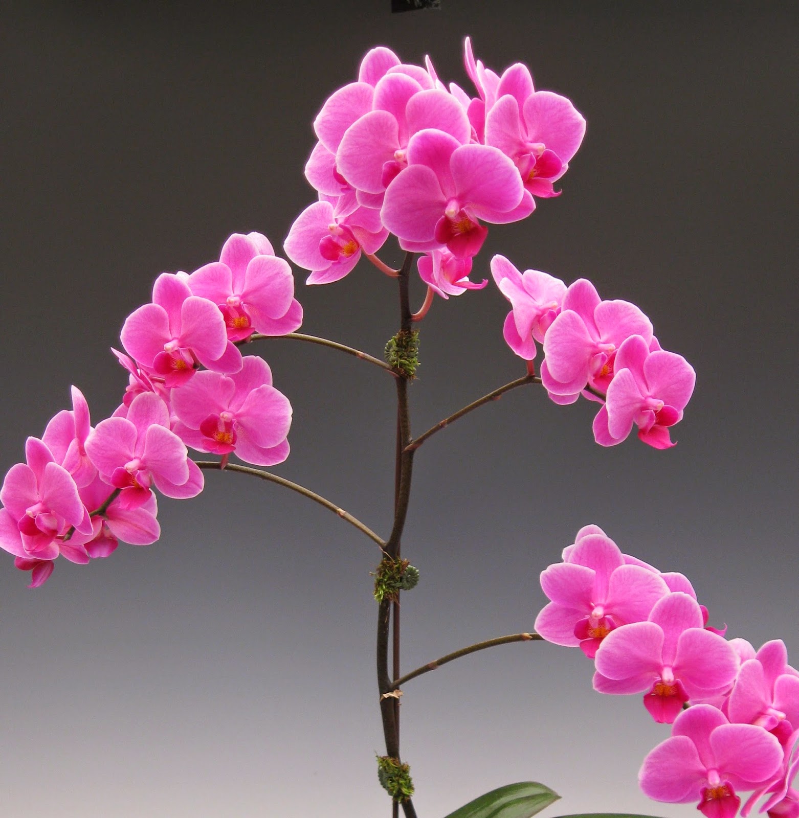 Ten Exquisite Pink Orchid Flowers for Spring Orchidaceous! Orchid Blog