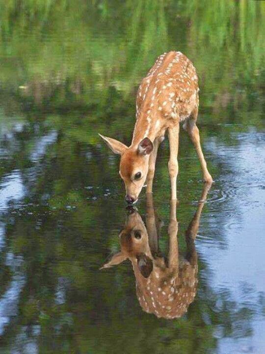 Cute baby deer drinking water Animals World