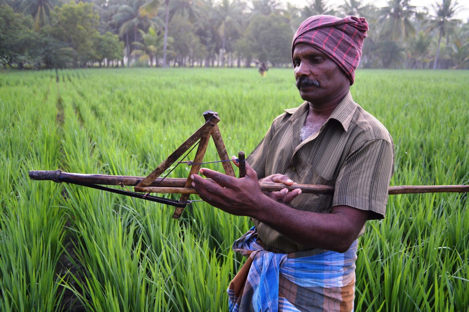 NGO News blog, NewsLine Traditional Rat control in paddy fields in