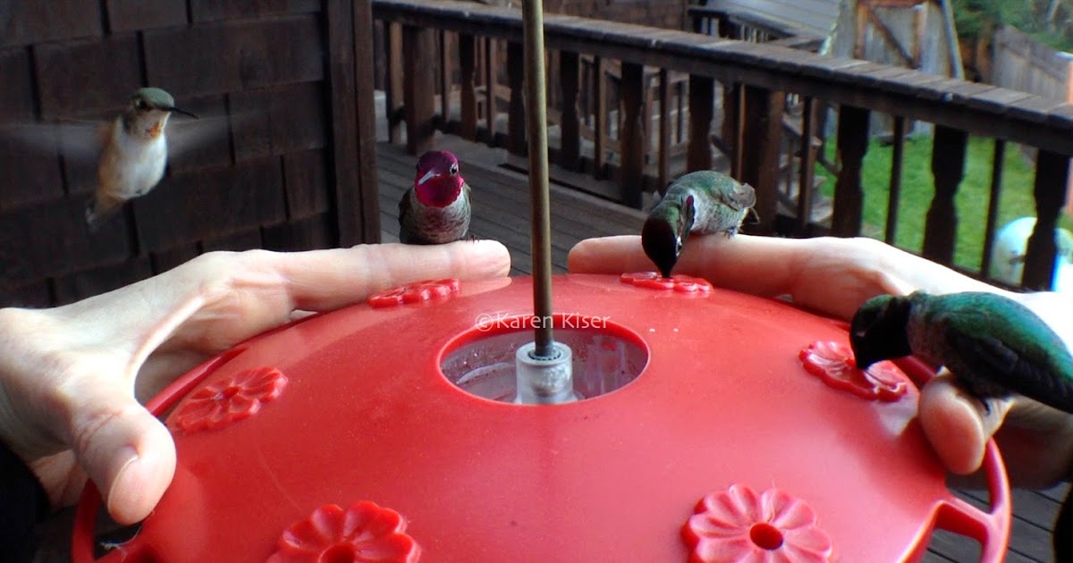 Der Zoo! Hand Made Feeder for Hand Feeding Hummingbirds