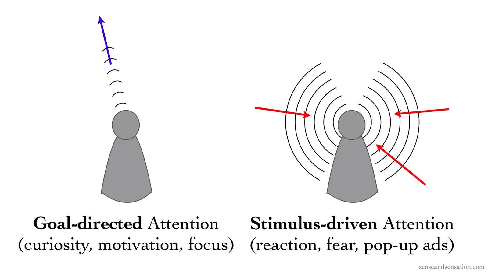 an overview of the two types of stimulus Classifications stimulus modality is defined as an aspect of a stimulus that could be light, sound, taste, temperature, smell, pressure, etc because there are different stimulus modalities, sensory receptors also vary in terms of adequate stimulus, morphology, and location. an overview of the two types of stimulus Classifications stimulus modality is defined as an aspect of a stimulus that could be light, sound, taste, temperature, smell, pressure, etc because there are different stimulus modalities, sensory receptors also vary in terms of adequate stimulus, morphology, and location.
