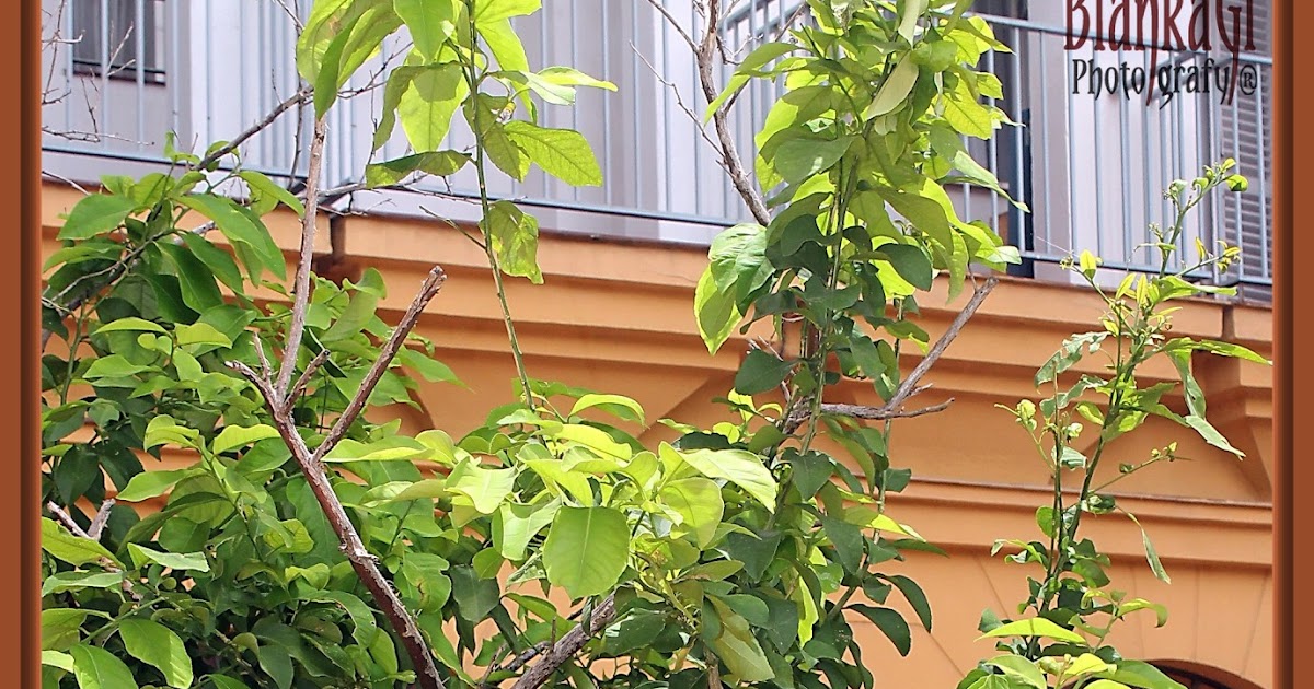 El Patio de mi casa.: Los árboles de mi patio