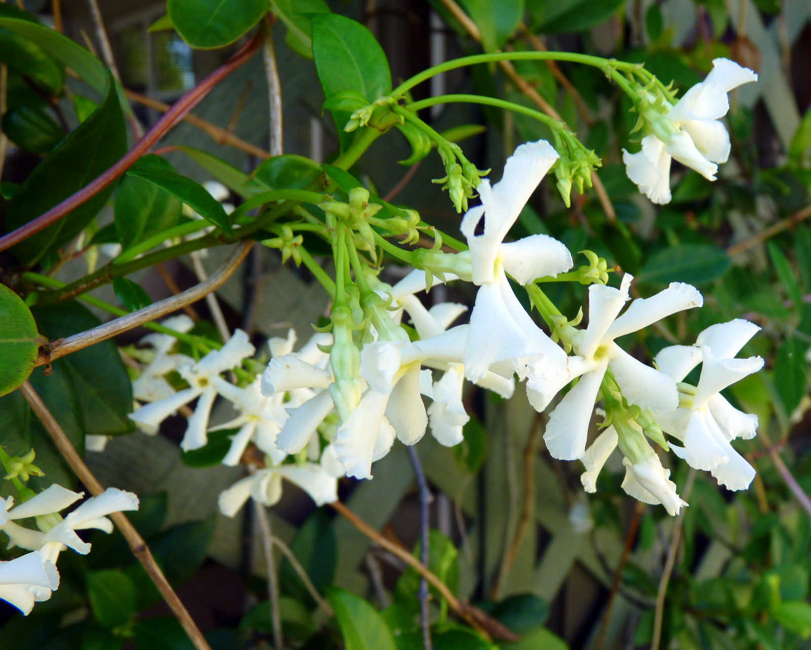 Night blooming jasmine