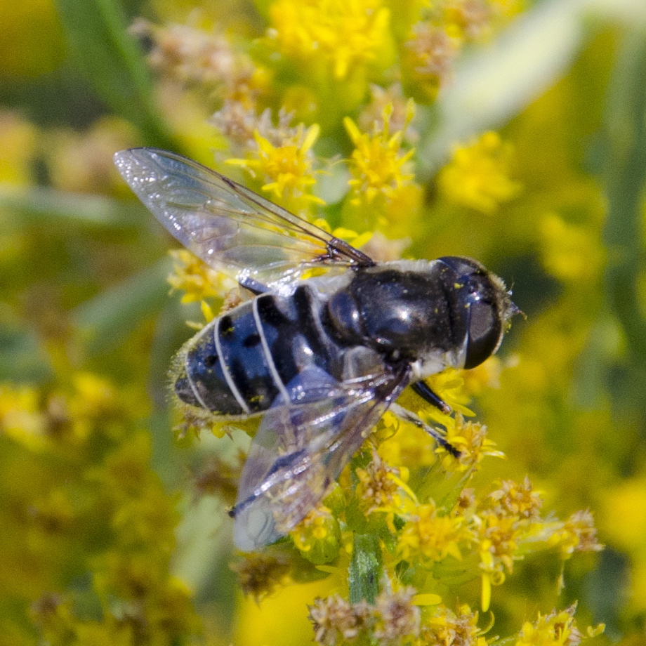 Urban Wildlife Guide Insect Hunting