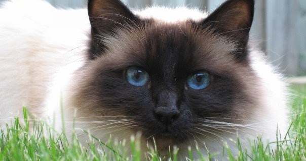 life expectancy of birman cats annie many life expectancy of birman cats annie many