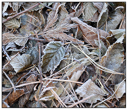 Reed S Garden Ramblings Fothergilla A Great And Often