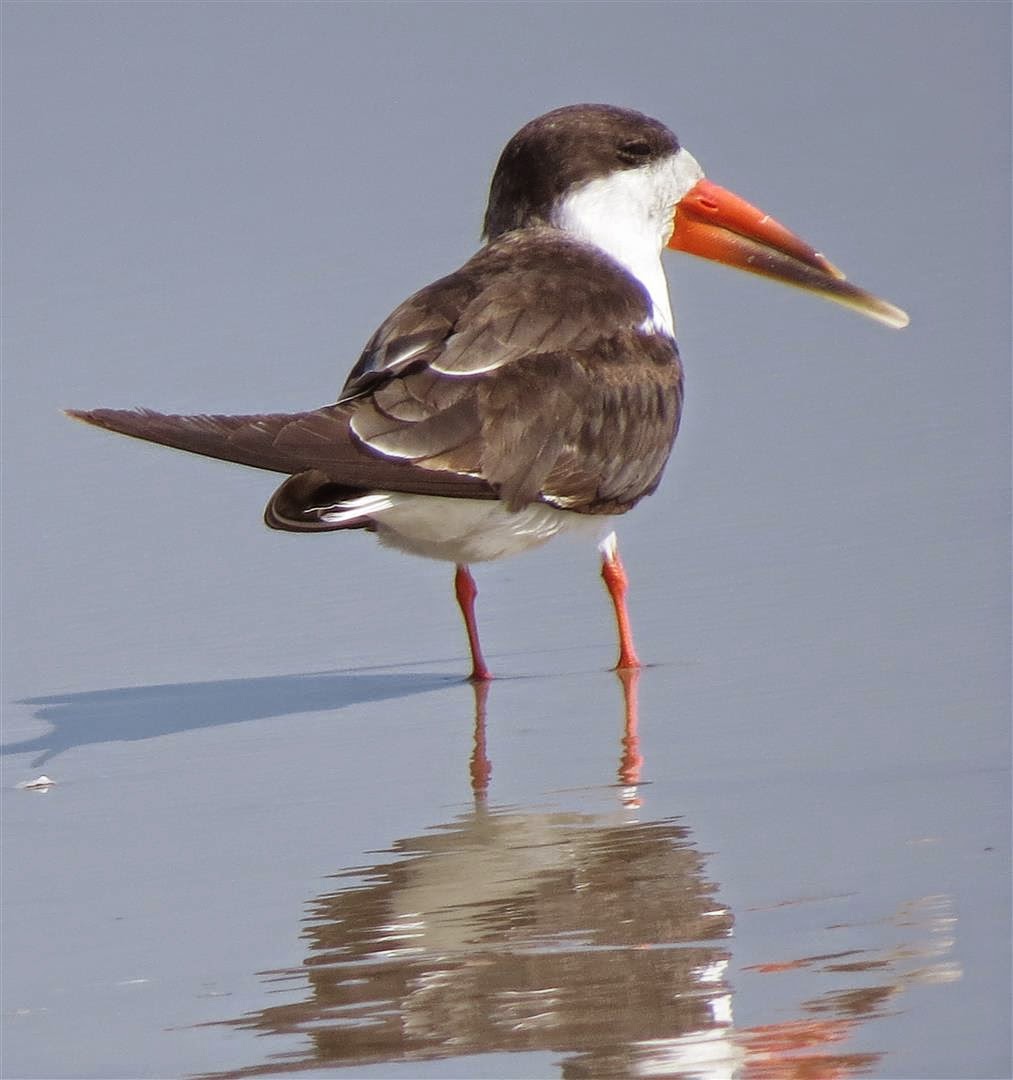 Birding for a Lark African skimmers on Taqah beach