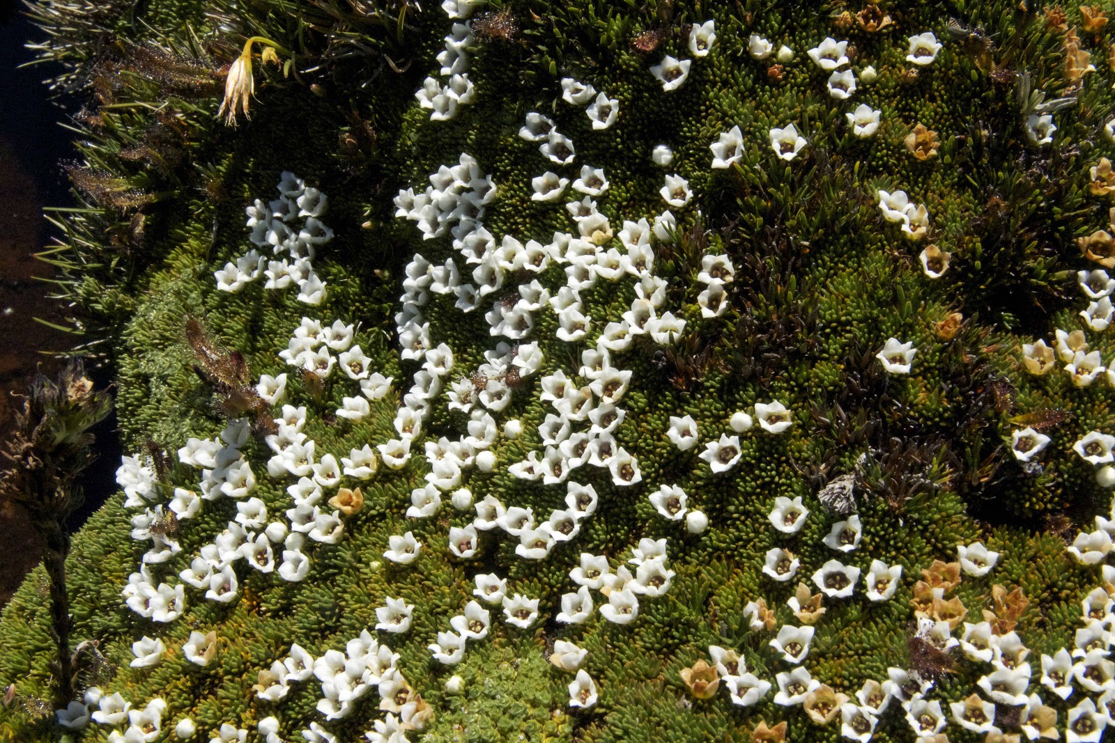 Nature Scribe March 2013